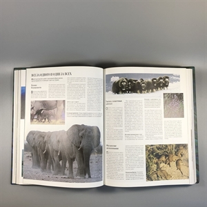 Секреты природы. Ридерз Дайджест, 1999-й г. 001386 - фото 10690