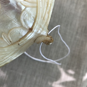 Икона на раковине (перламутр), «Тайная вечеря», Палестина, XIX век 000027 - фото 4625